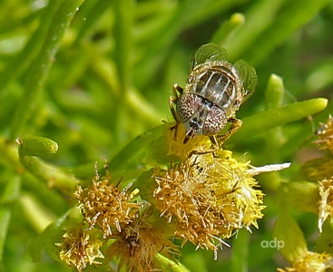 Eristalinus aeneas, female, hoverfly, Alan Prowse